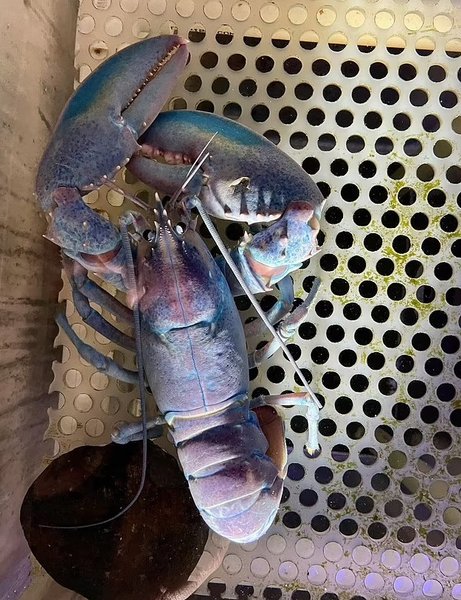 лобстер цукрова вата