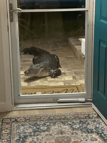 Аллигатор, аллигатор у входной двери, крокодил, курьезы, опасное животное, аллигатор хотел залезть в дом, полиция, пруд, стоял перед дверью
