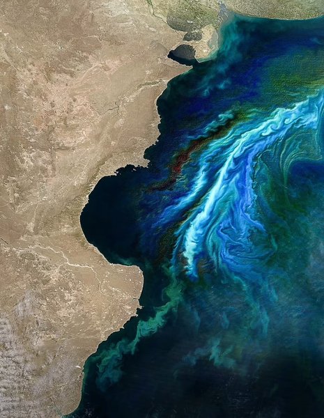 цветение фитопланктона