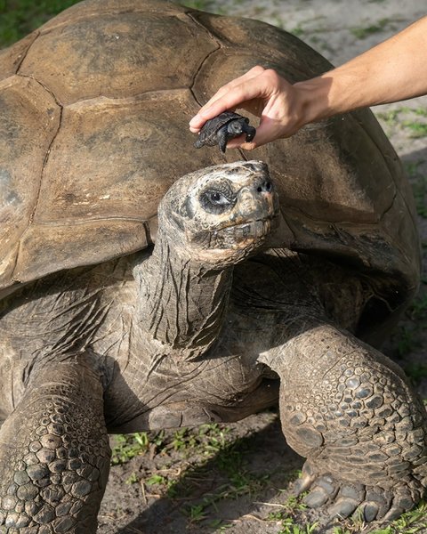 галапагосская черепаха, голиаф