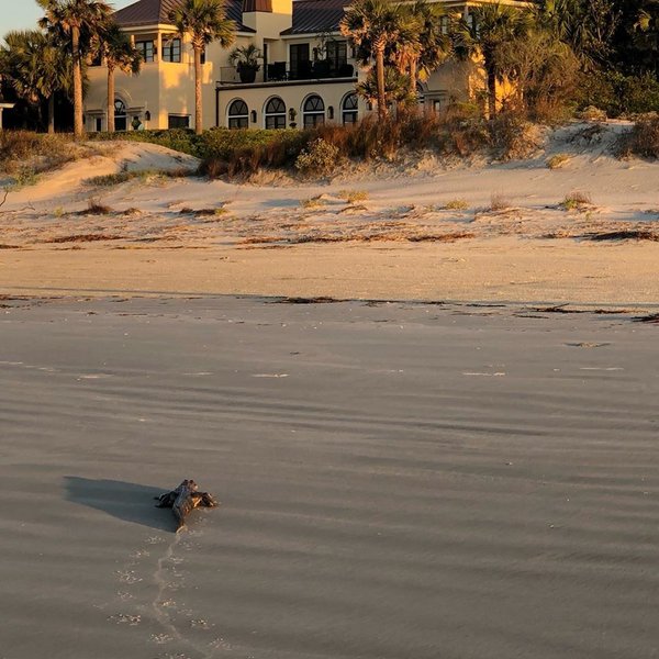 остров киава, аллигатор