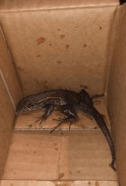 Посылка, коробка, ящерица в коробке, необычная находка, сюрприз в коробке, рептилия в коробке, ящерица напугала женщину