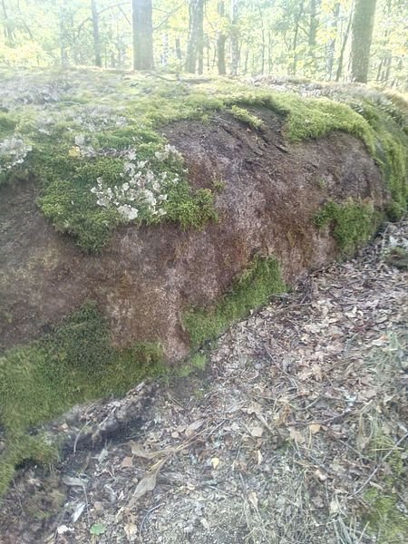 житомир мох воровство