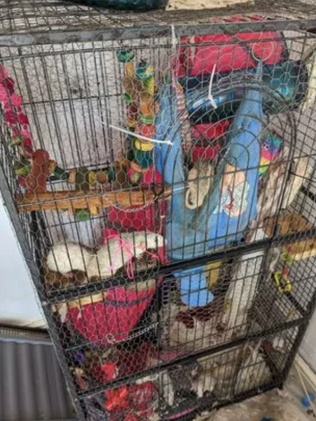 Сара Джордан из Великобритании жила посреди колонии щиров, суд, нарушение закона, курьезы, приколы, странные истории