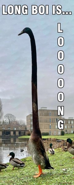 Long Boi, утка