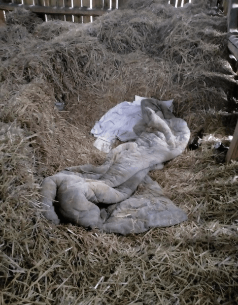 Чоловік ховався в копиці сіна, не платив аліменти, ховався в сіні, під ковдрою, знайшли в сіні, арешт, поселили у в'язниці