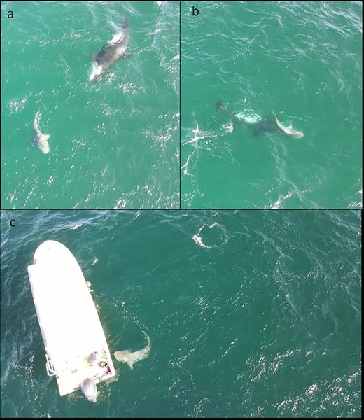 акула косатка напад