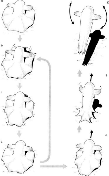 осьминог, движения осьминогов, осьминоги в океане