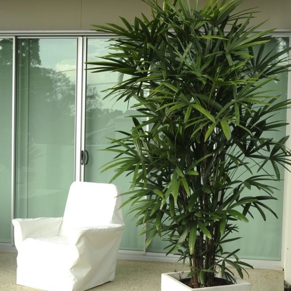 рапис пальма рапис пальма, антиаллергены, комнатные цветы