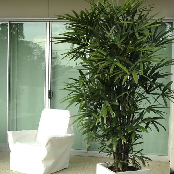 рапис пальма, антиаллергены, комнатные цветы