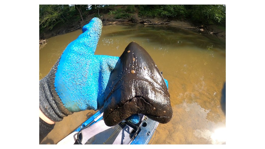 Гігантські зуби мегалодона виявлені на території штату Північна Кароліна.