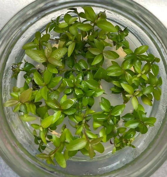 мирт в лаборатории