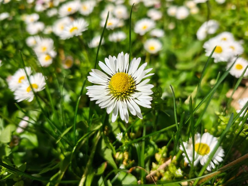 Фото на Motorola Signature