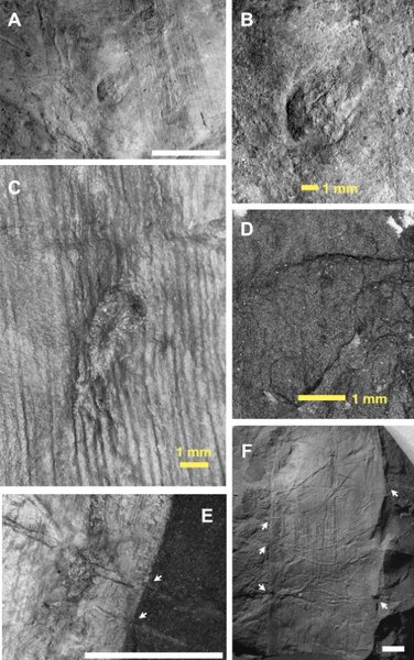 скам'янілості комахи