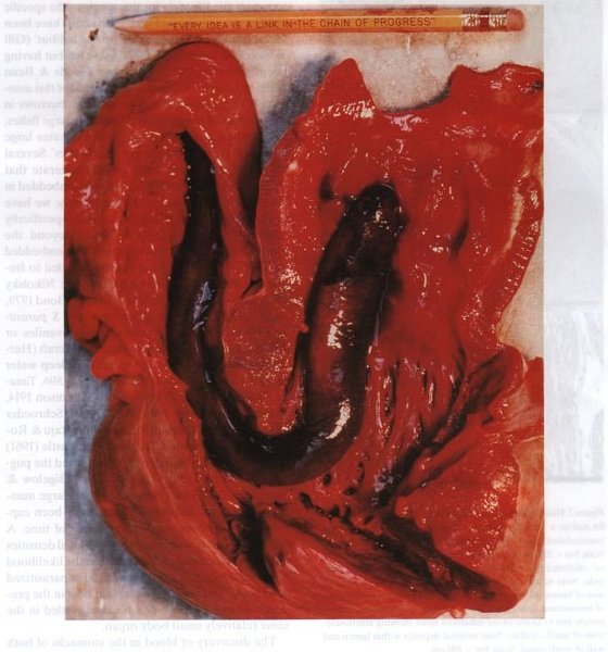 акула сердце