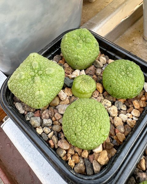 Псевдолітос