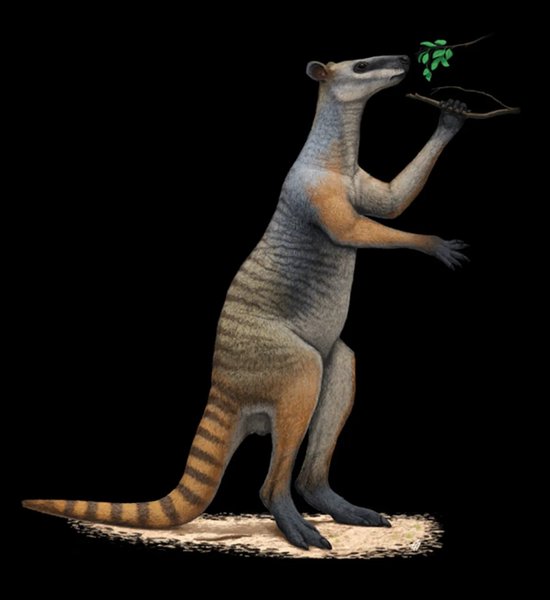 древний кенгуру