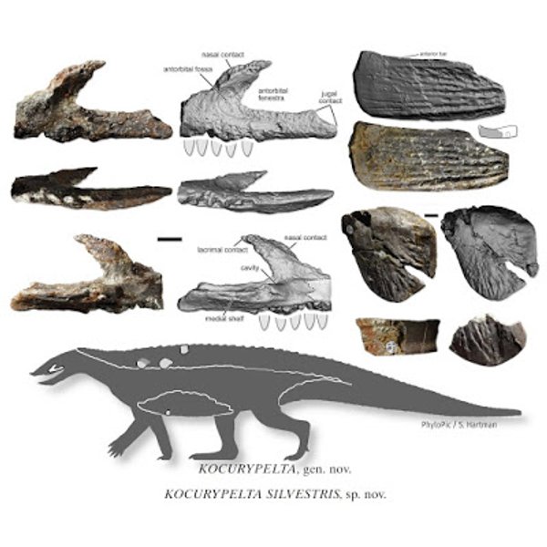 археологи, раскопки, останки, этозавр, древняя рептилия, останки этозавра