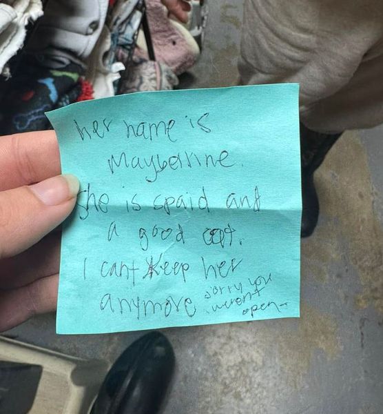 Владелец оставил кошку возле столба и написал записку с объяснением, для чего он так сделал, животные, курьезы, США