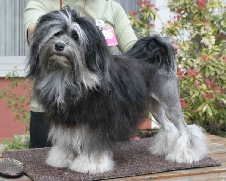 лоучен, порода, редкая порода