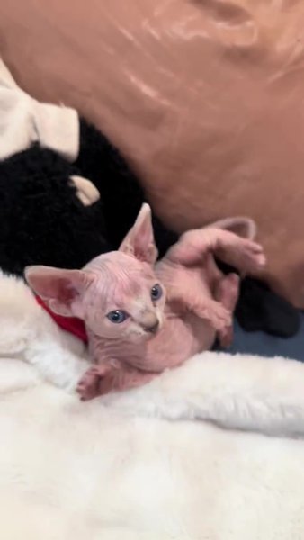 Владелица не понимала, почему кошка толстеет, пока та не родила малышей