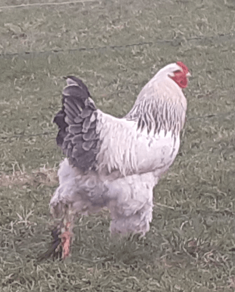 Петух-убийца