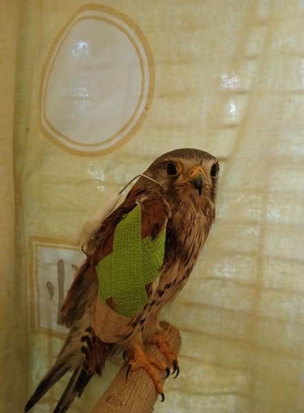 Шрайк після операції Шрайк, сокіл-пустельга