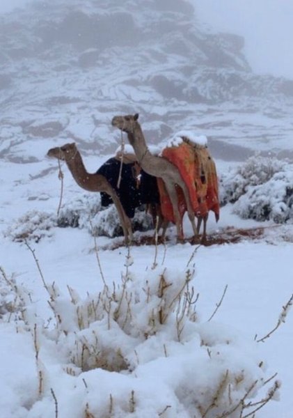 снег в Саудовской Аравии