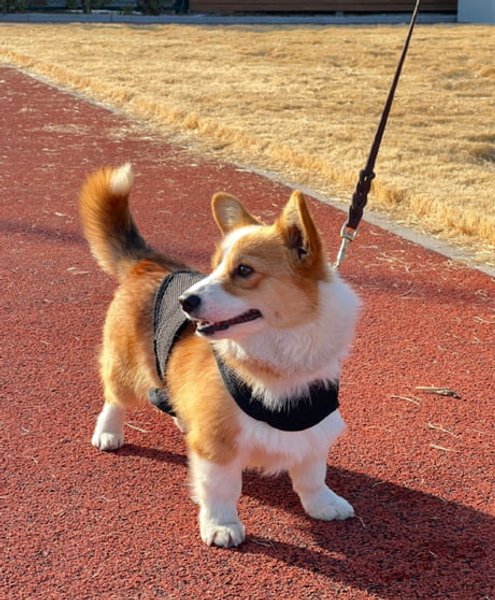 корги Фу Зай