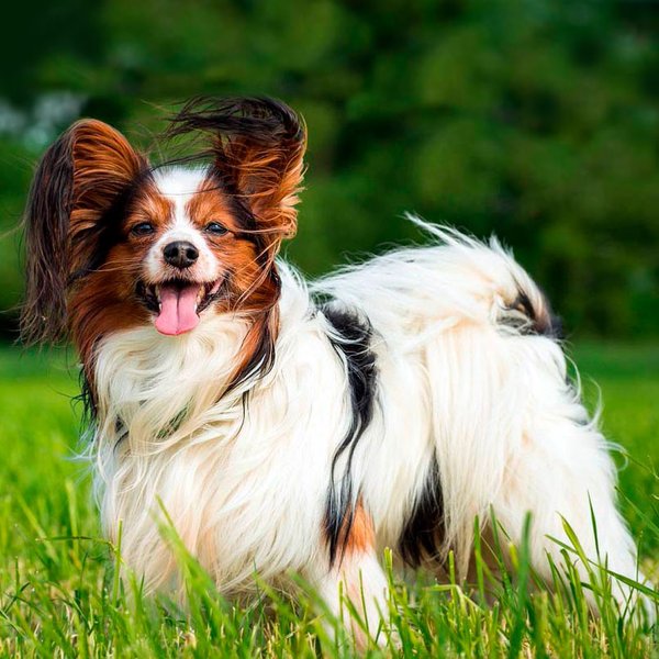 Породы, собаки, дрессировка