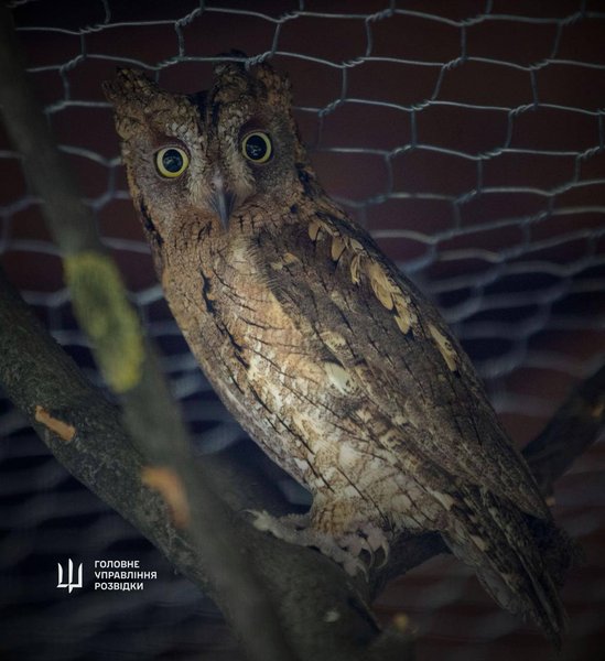 сова ГУР, совеня ГУР, ГУР, Буданов