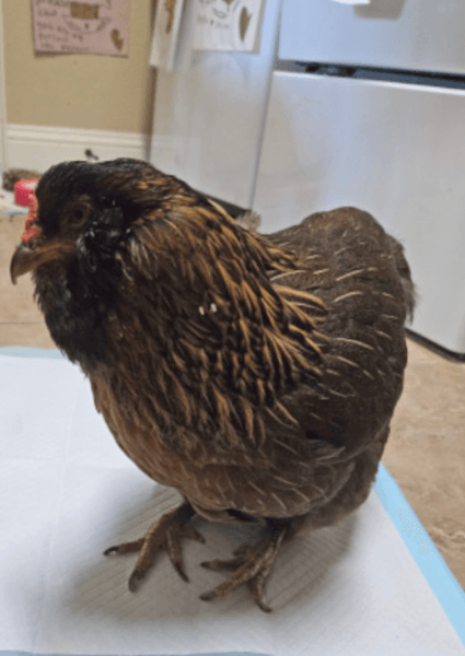 Курица-рекордсменка Перл