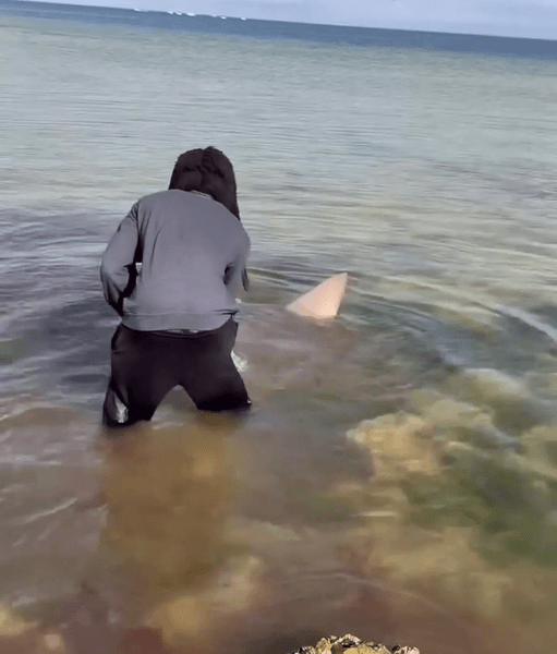 Рыбак с акулой, рыбак, акула, поймал акулу, огромная акула, морской хищник, животные, соцсети, курьезы, голыми руками