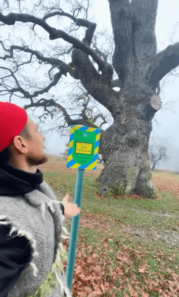 Дуб Шевченко