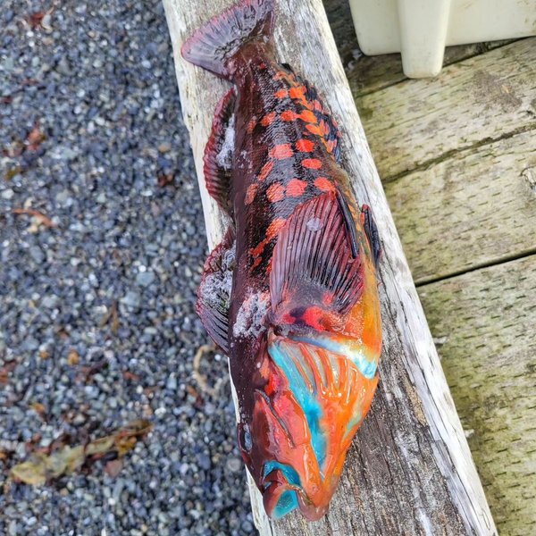 Рыбное филе голубого цвета, рыба, рыбак, необычный улов, филе голубого цвета, красная терпуга, опытный рыбак, рыба в приготовленном виде