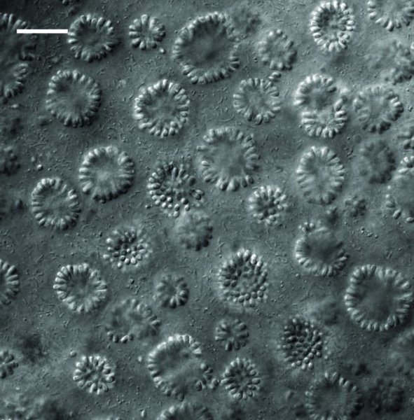 організми бактерії