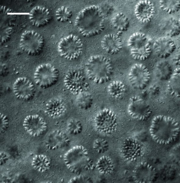 организмы бактерии организмы бактерии