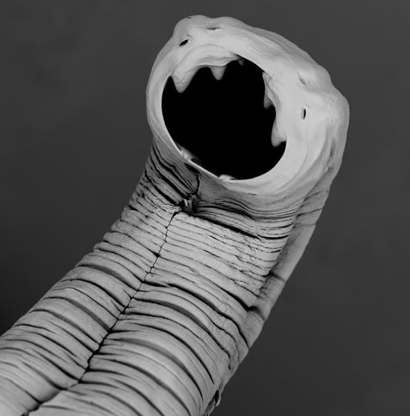 анкилостома, кишечные черви