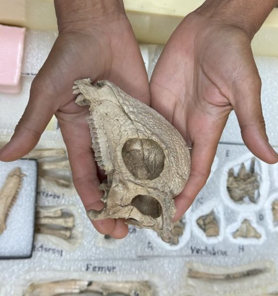 динозавр завацефал