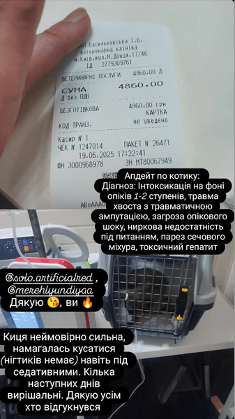 У спасенной в Киеве кошки ветеринары диагностировали ожоги