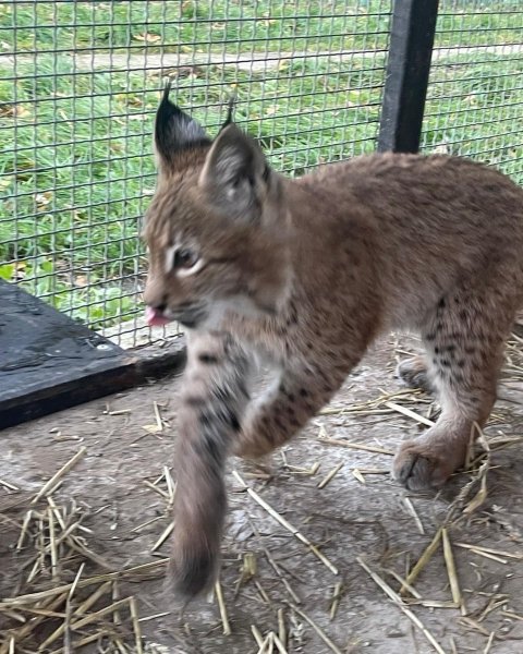 Врятована рись Урса рись, рись Урса, порятунок тварин