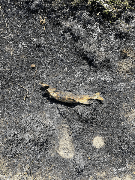 риба обгоріла риба обгоріла