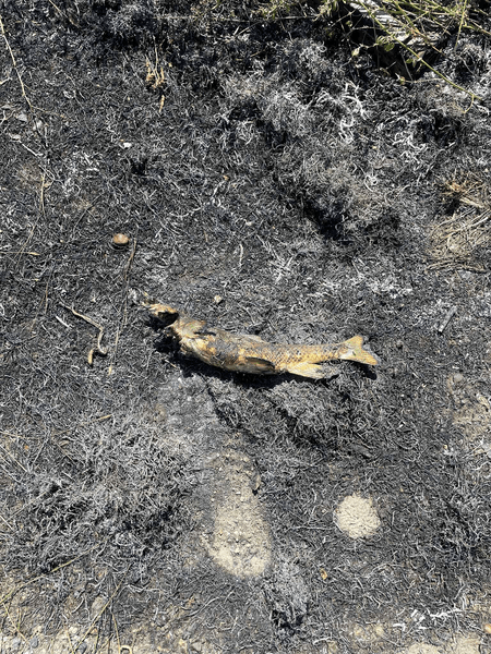 риба обгоріла