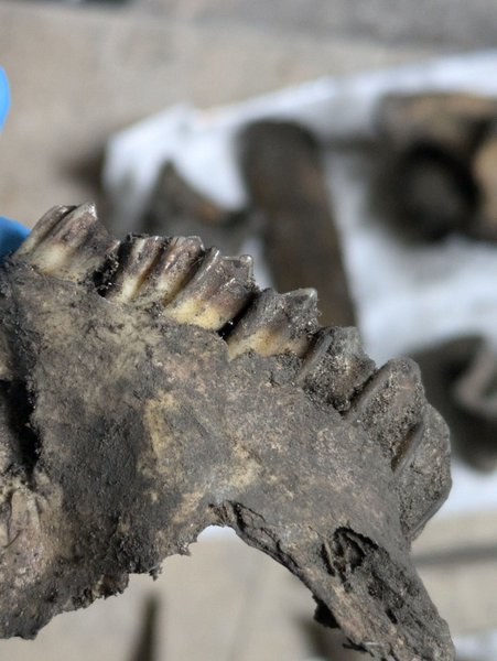 Камін, знахідка, кістки