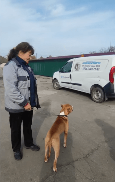 Собаку приютили коммунальщики