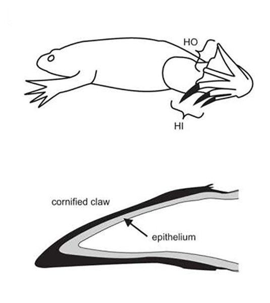 шпорцевая лягушка когти