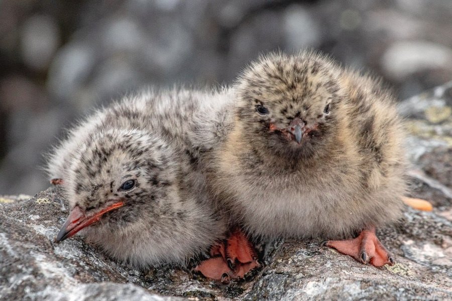 Два птенца крачки в Антарктиде