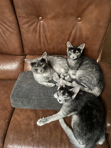 трансильванські кішки 5b130d6f 3b866ff2e5afcd77d79a2a7d1a0dcdd9 Економічні новини - головні новини України та світу