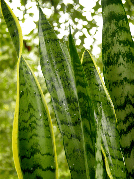 Сансев'єрія трисмугова