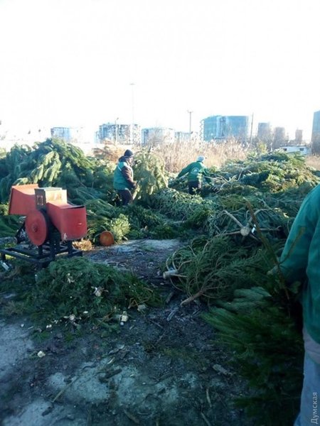 New Year Trees in Odessa